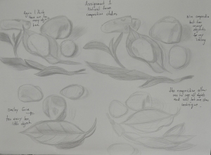 Assignment 1 - Natural Forms - Composition Studies