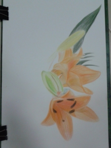 Drawing the Orchid